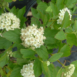 Physocarpe à feuilles d'obier (physocarpus opulifolius)