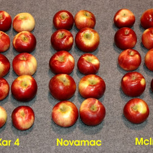 Pommier Novamac