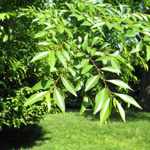 Orme de Chine (ulmus parviflora)