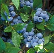 Bleuetiers