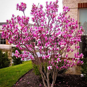 Magnolia 'Ann' Magnolia liliiflora