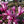 Magnolia 'Ann' Magnolia liliiflora