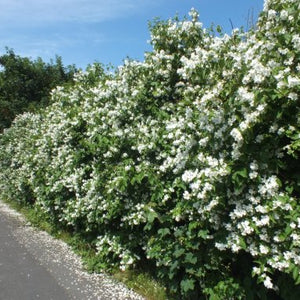 Philadelphus 'Bouquet Blanc'