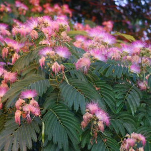 Mimosa rustique 'Albizia Julibrissin E-H Wilson'