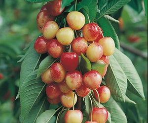 Cerisier sucré 'Rainier' P. avium (porte greffe nain)