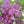 Robinier pseudoacacia ''Purple robe'' robinia pseudoacacia