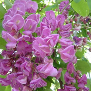 Robinier pseudoacacia ''Purple robe'' robinia pseudoacacia