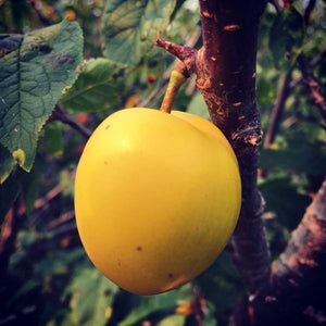 Prunier Fofonoff prunus spp.