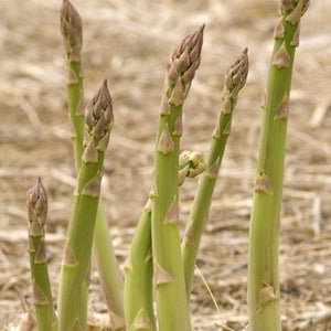 Asperge 'Eclipse'