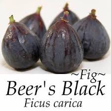 Figuier Beer's black