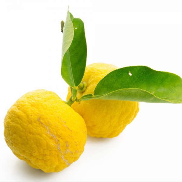 Citron Japonais Yuzu