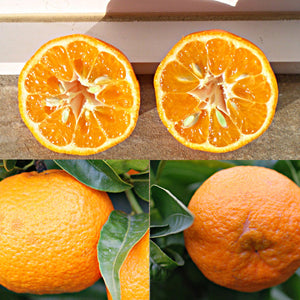 Mandarine Ponkan