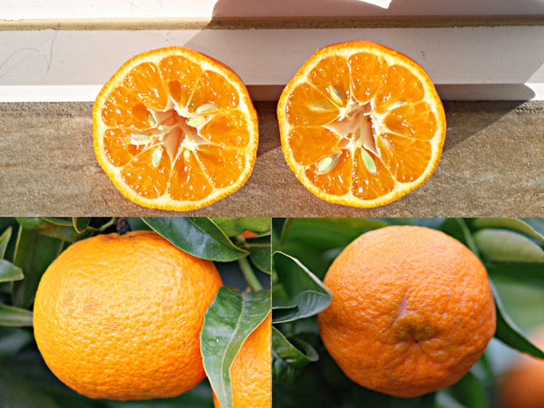 Mandarine Ponkan