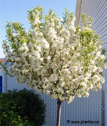 Pommetier décoratif 'Rinki'