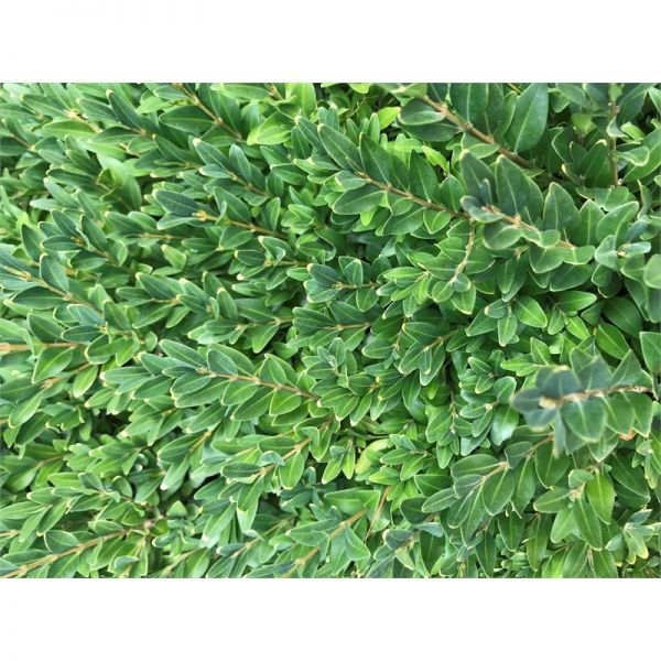 Arbres à prix réduit