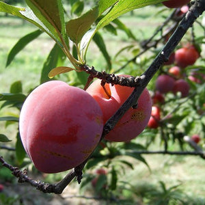 Prunier Superior prunus Sp