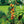 Pommier Collonaire Scarletspire