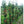 Pommier Collonaire Scarletspire