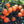 Tangerine Sugar Belle – porte-greffe Nain