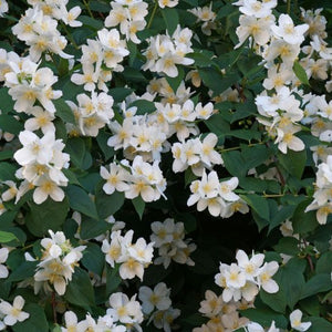 Philadelphus coronarius