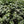 Philadelphus coronarius