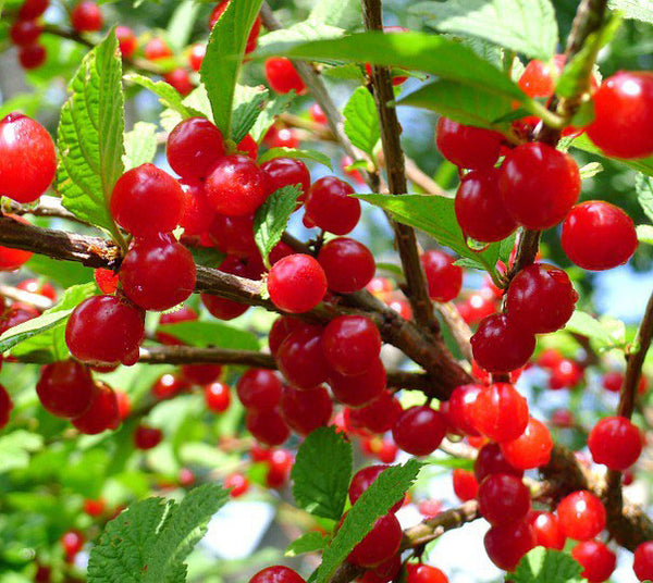 Cerisier de Nankin (Prunus tomentosa)