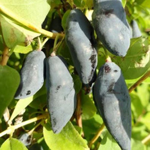 Camerisier Blue Banana