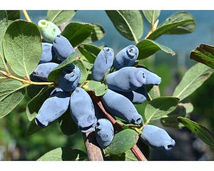 Camerisier Aurora (Lonicera caerulea var. emphyllocalyx)