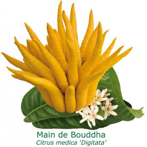 Main de Bouddha-cédratier 'Citrus medica var. sarcodactylis'