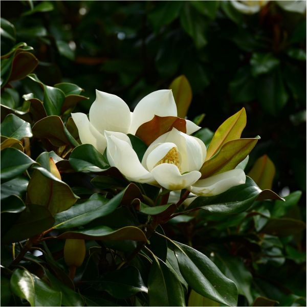 Magnolia à grandes fleurs Magnolia grandiflora