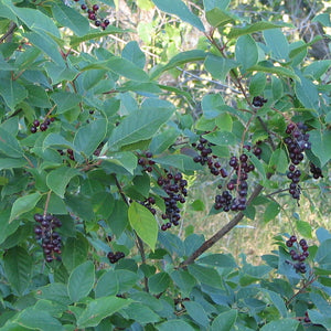 Cerisier de Virginie 'cultivar de Maskinongé' prunus virginiana