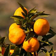 Mandarine Sylverhill Satsuma