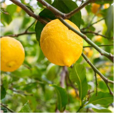 Agrumes (Citronnier, Oranger...) : entretien et conseils Agrumes (Citronnier, Oranger...) : entretien et conseils