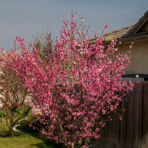 Nectarine 'Harko'