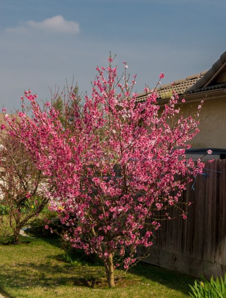 Nectarine 'Harko'