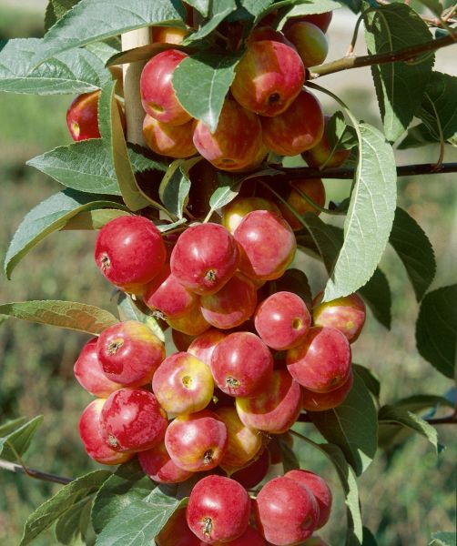 Pommier collonaire Scarlet sentinel