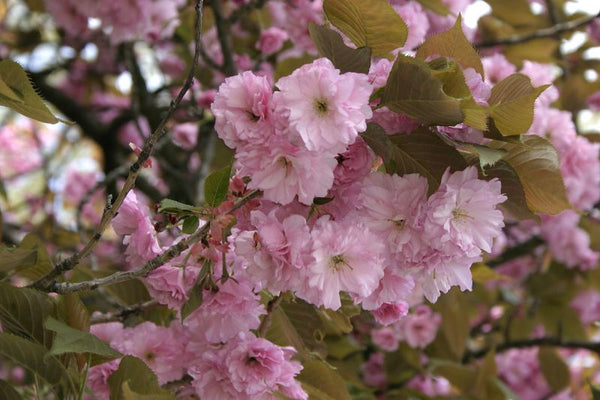 Cerisier du Japon (prunus serrulata)