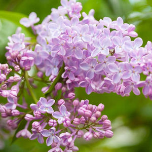 Lilas commun (Syringa vulgaris)