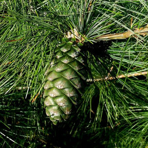 Pin d'Armand (pinus armandii)