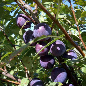 Prune-cerise Sapalta sur mustang semi dwarf