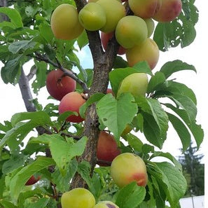 Plumcot 'Northern Sunset' sur St-julien semi dwarf