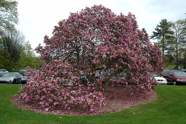 Magnolia liliflora Betty