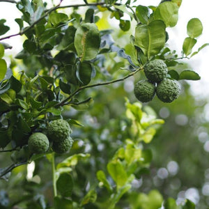 Lime Kaffir sur porte-greffe Nain