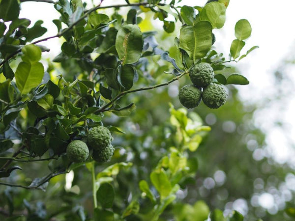 Lime Kaffir sur porte-greffe Nain