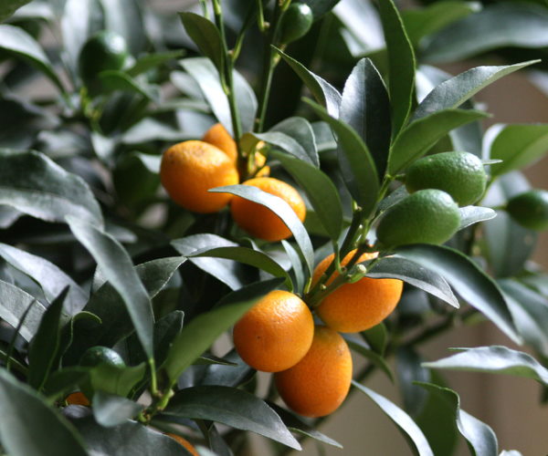 Kumquat Nagami Nain