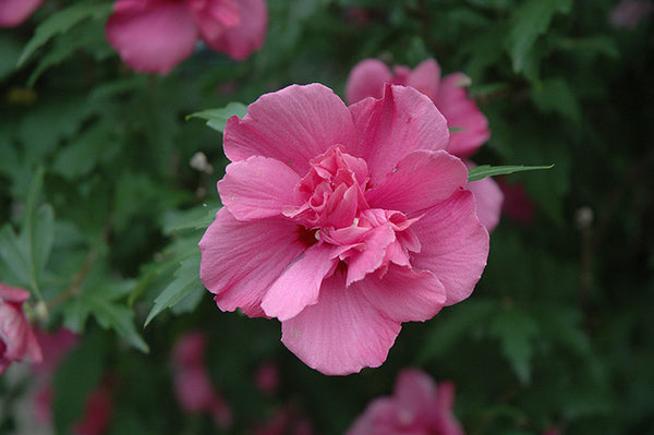 Hybiscus syriacus 'lucy'