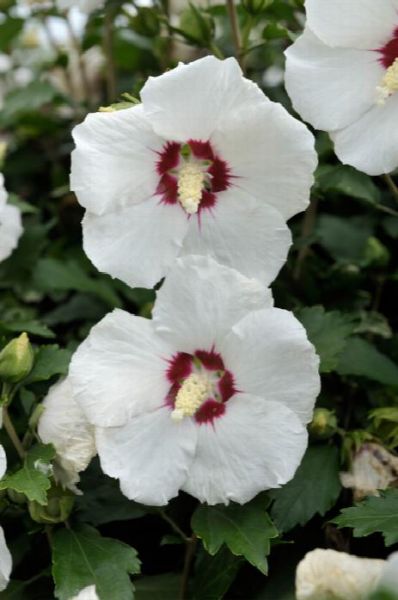 Hibiscus syriacus Red Heart