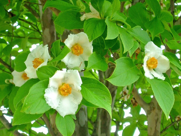 Stewartia Pseudocamellia