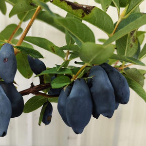 Camerisier Boreal Blizzard (Lonicera caerulea var. emphyllocalyx)