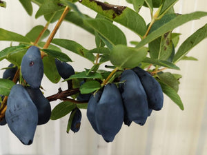 Camerisier Boreal Blizzard (Lonicera caerulea var. emphyllocalyx)